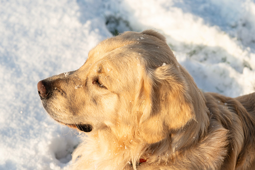 A young golden retriever stands in the snow in the yard, staring into the distance.