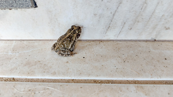 Frog on the white ceramic tile floor, closeup of photo