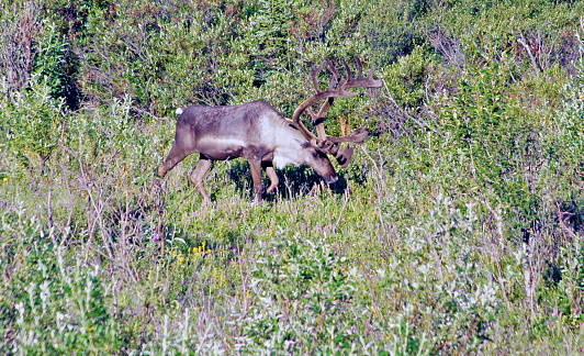 Caribu in Denali National Park in route ton Kantishna, Alaska, -