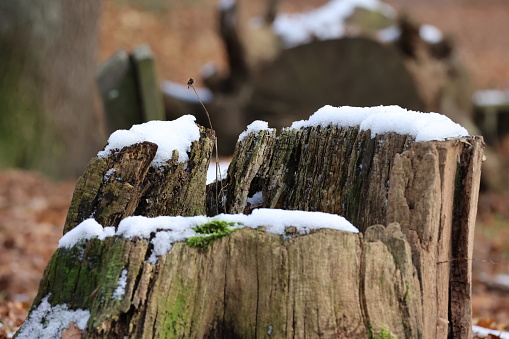 old stump covered with snow in the forest in winter, closeup