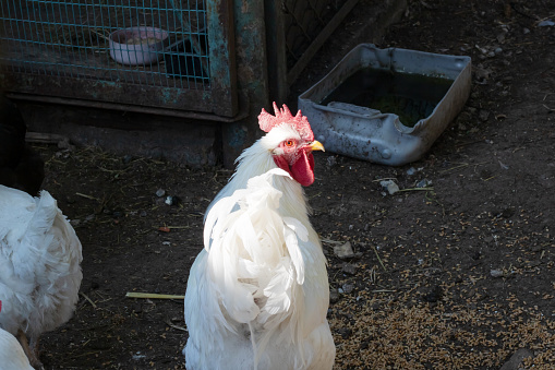 The white rooster in the yard close up