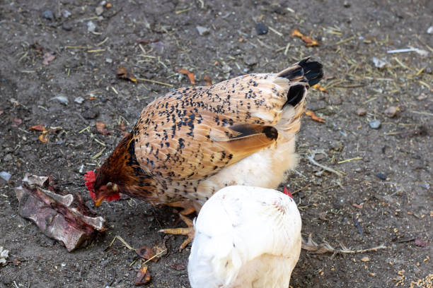 Colorful chickens in the yard close up, farm