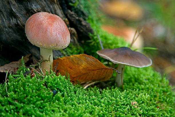 funghi di muschio - fungus moss log magic mushroom foto e immagini stock