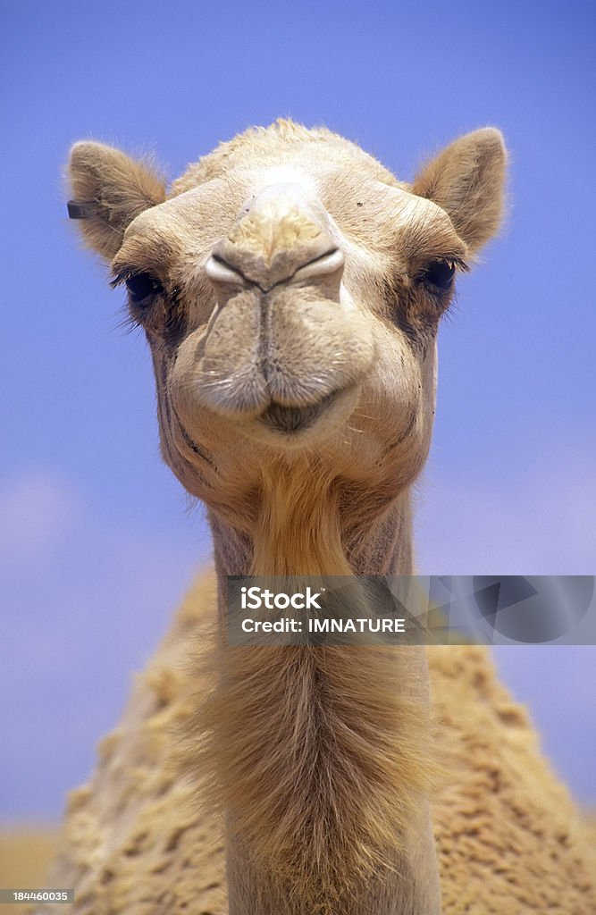Camel head - Lizenzfrei Kamel Stock-Foto