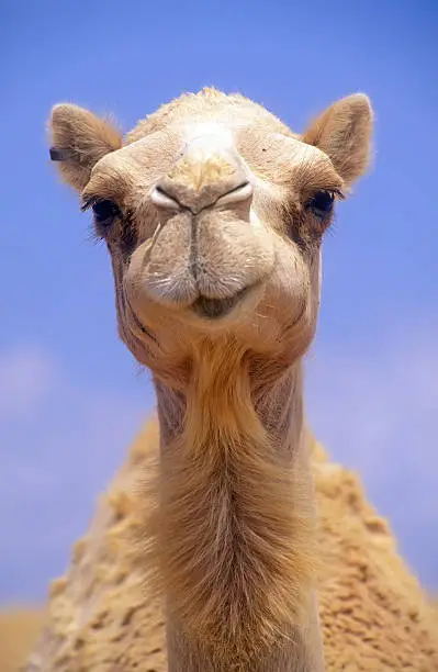 Photo of Camel head