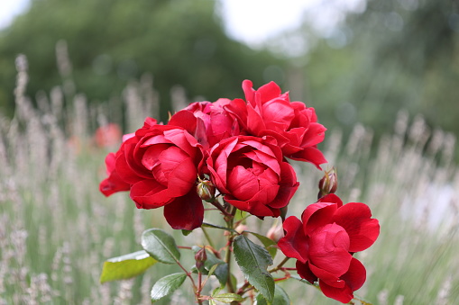 Floribunda rose “worth seeing”. Gorgeous double flowers peek out from the dense foliage.