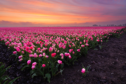 A field of tulips during sunset. Fog over the field. Landscape with flowers during sunset. Photo for wallpaper and background. Flevoland, Netherlands.