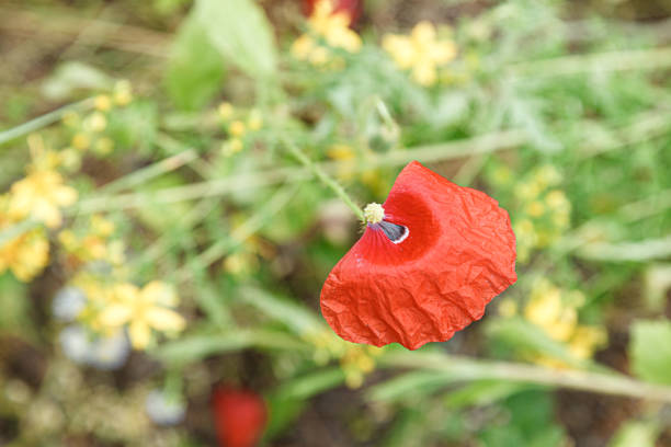 beautiful poppies among the field close-up