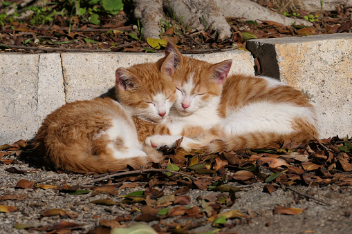two sleeping red kittens in the park