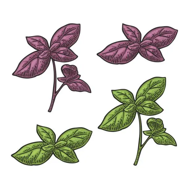 Vector illustration of Branch green and purple basil with fresh leaves. Engraving vintage vector illustration.