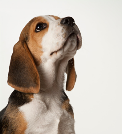 Cachorro beagle photo