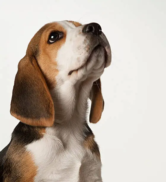 Photo of Beagle puppy on white background