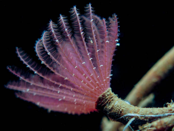 Sabella pavonina