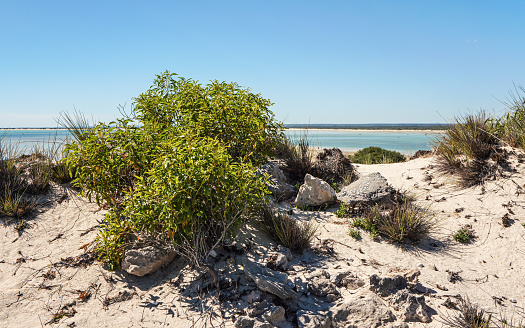 Beach covered with small shrubs, clear sea and sky in background, Nosy Satrana island near Anakao, Madagascar