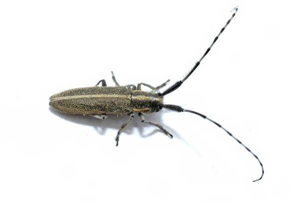 agapanthia cardui to gatunek chrząszcza z rodziny chrząszczy (cerambycidae), podrodzina lamiinae, który zamieszkuje większość europy, zwłaszcza hiszpanię, na białym tle, widok z góry - cerambycidae zdjęcia i obrazy z banku zdjęć