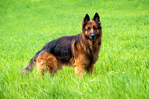 A purebred German Shepherd puppy lies on the sidewalk against a wooden wall. ears to the side.looking into the camera. High quality photo