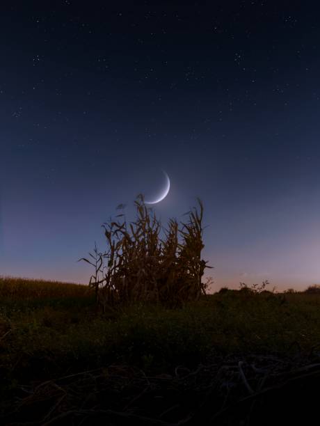 istock A new moon in the evening sky over a corn field. 1844714873