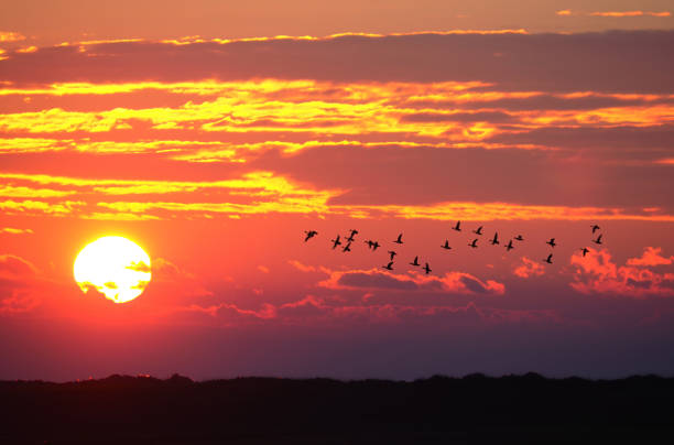 istock Colorful sunset landscape with migratory birds in the sky 1844715415