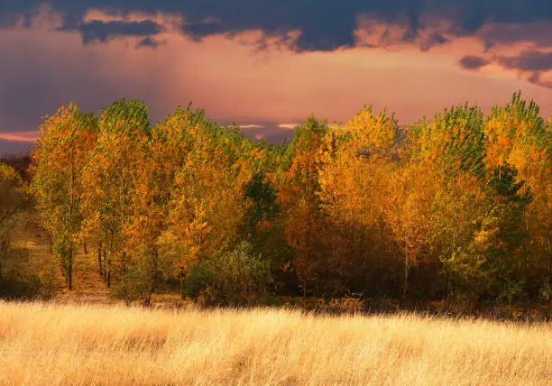 October autumn in poplar tree forest with colorful dark cloudy sky, beautiful fall landscape
