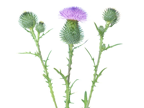 Blooming thistle plant isolated on white, Cirsium vulgare, medicinal plant