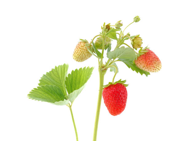 istock Strawberry plant with with berries isolated on white 1844717530