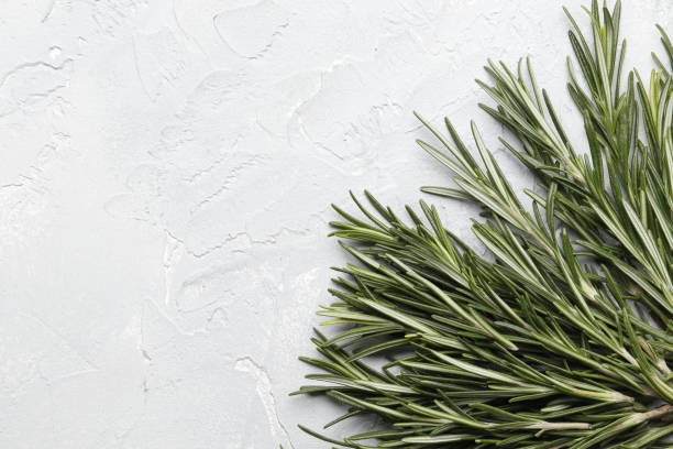 istock Flat lay composition with rosemary on white concrete background, space for text 1844732015