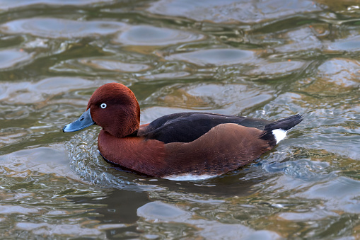 Ferruginous duck ( Aythya nyroca) floating in water which is also known as a ferruginous pochard floating on a lake in the UK, stock photo image