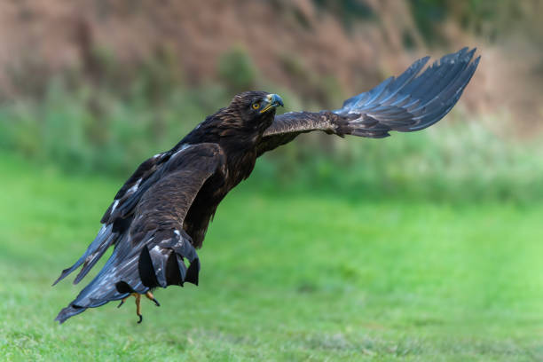 istock Golden Eagle (Aquila chrysaetos) flying and swooping in flight 1844737133