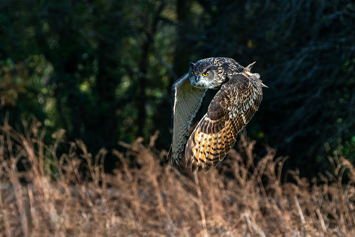 Eurasian eagle-owl bird of prey flying with its wings outstretched in flight, stock photo image