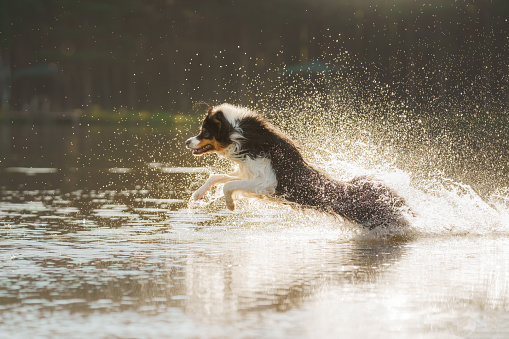 dog jumps into the water. An active pet on the lake. Tricolor australian shepherd