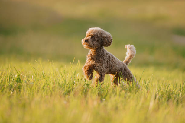 istock miniature chocolate poodle on the grass. Pet in nature. 1844737687