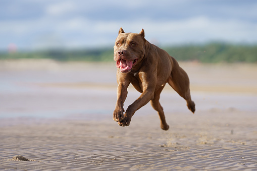 dog on the beach. Active pit bull terrier running on the sand. pet in summer