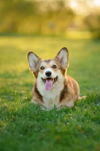 Photo of portrait dog . Welsh corgi pembroke in nature, on the grass