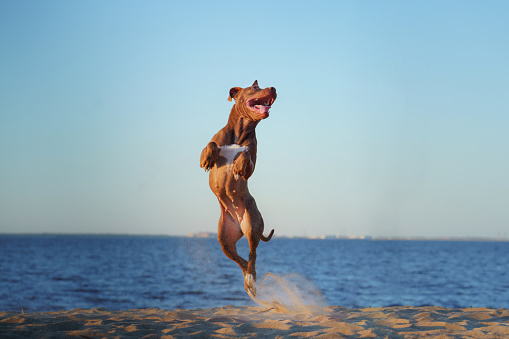 dog on the beach. Active pit bull terrier jumping on the background of the sea. pet in summer
