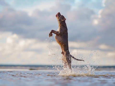 dog on the beach. Active pit bull terrier jumping on the background of the sea. pet in summer