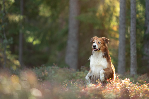 Cute shetland sheepdog standing on a tree trunk in a forest
