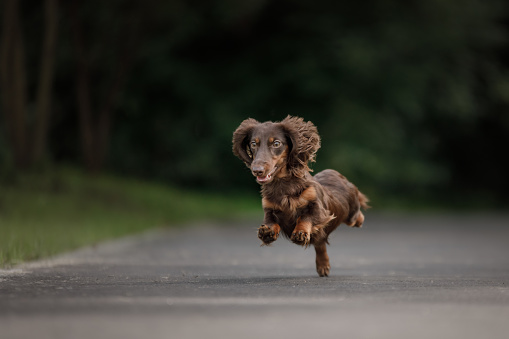 dog runs on nature in the park. Chocolate Dachshund puppy. Pet for a walk