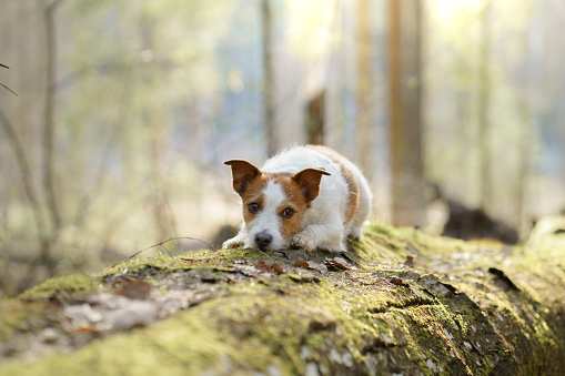 dog in the forest. Jack Russell Terrier laid its head moss. Tracking in nature. Pet resting
