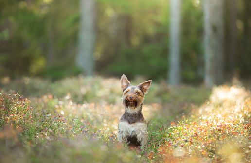 Little Yorkshire Terrier in the grass, a dog in Flowers. Pet in the forest, sunshine