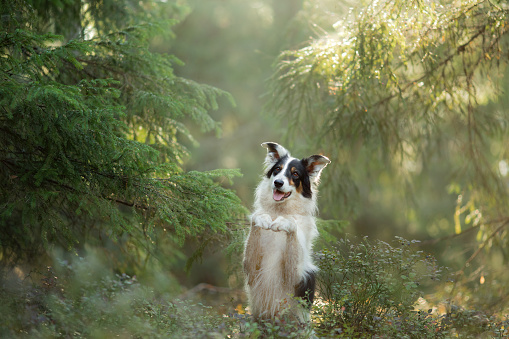 dog in the forest. Pet on the nature. tracking. Black and white border collie.
