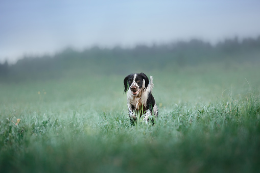 the dog runs on the field. Springer Spaniel plays in nature. Fog, morning.