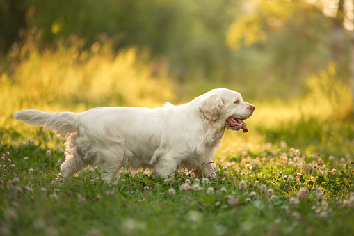 dog in the park at sunset. Clumber spaniel in nature in the grass. summer Walk with pet.