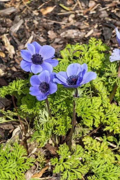Anemone coronaria 'Mister Fokker' a spring flowering bulbous plant with a blue springtime flower,  stock photo image