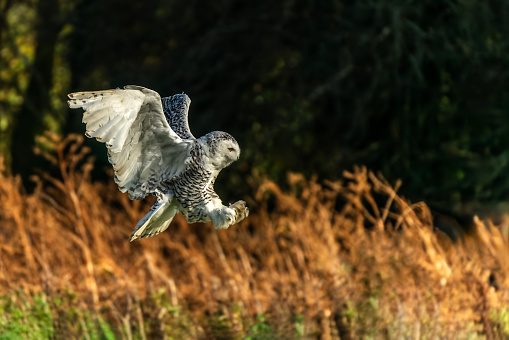 Snowy Owl bird of prey with its wings outspread in flight, stock photo image