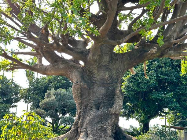 istock Bonsai tree looks like a beast 1844755851