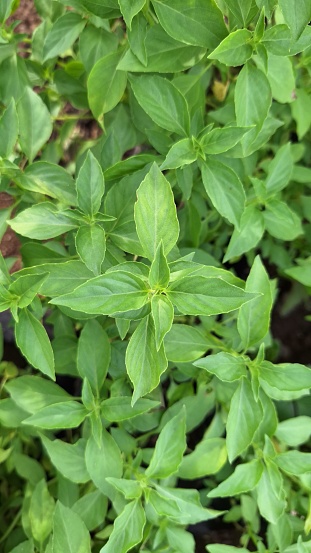 Close up of a basil tree photographed from above.