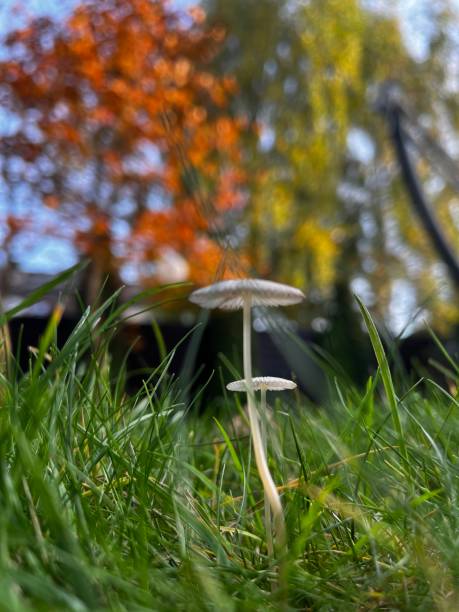 istock Mushrooms in the garden 1844771095