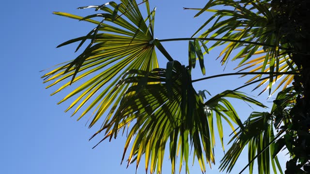 Palm branch moving with the breeze against the blue sky