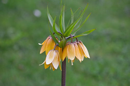 orange flower Fritillaria imperialis close-up in a garden bed against a green grass background