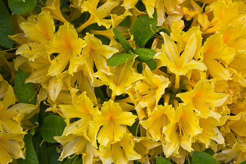 rhododendron shrubs in bloom with yellow flowers in the garden